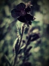 Capture a wild flower with a lomography filter. Royalty Free Stock Photo