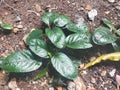 Capture a wild plant on soil under the sun