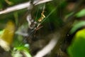 Scorpion-Tailed Spider Suspended, Satara, India
