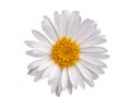 Daisy isolated on white background Royalty Free Stock Photo