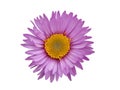 Pink yellow daisy flower isolated on white background Royalty Free Stock Photo