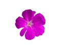 Purple flower isolated on white background Royalty Free Stock Photo