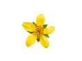 Yellow flower with green leaves isolated on white background Royalty Free Stock Photo