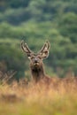 Sambar Deer at Horton Plains, Sri Lanka Royalty Free Stock Photo