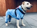 Canine Comfort: Fashionable Pooch in Blue