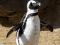 Playful Penguin Royalty Free Stock Photo