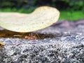 lonely bug looking for foods Royalty Free Stock Photo