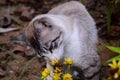 A cat smelling a yellow flower
