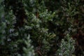 Captured needles bush - juniper in the garden, close to each other