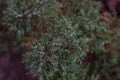 Captured needles bush - juniper in the garden