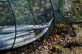 Captured needles fishes in a net.