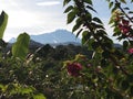 Bougainvillea and banana leave with mount kinabalu in backgrounf