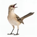 Northern mockingbird displays expressive posture, vocalizing, showcasing natural elegance on white background Royalty Free Stock Photo