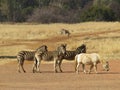 IMG_8703 4 Zebra and a Pony, captured at Lake Preditor Park, Hartebeespoort Dam, South Africa South Africa Royalty Free Stock Photo