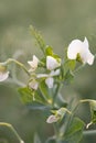 Delicate White Pea Flowers in Soft Light Royalty Free Stock Photo