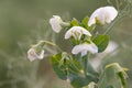 Delicate White Pea Flowers in Soft Light Royalty Free Stock Photo