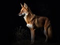 The Grandeur of the Maned Wolf in Moonlight