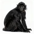 Sophisticated ebony monkey portrait exhibiting contemplative gaze and poised stance on white background Royalty Free Stock Photo