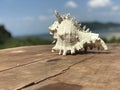 Lovely white seashell on a beachside table Royalty Free Stock Photo