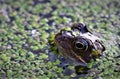 Frog surfacing from garden pond.