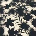 Captures a natural play of light and shadow, creating a visually engaging Royalty Free Stock Photo
