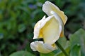 Lemon white parrot tulip, unfurling at dawn. Royalty Free Stock Photo