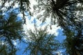 Fir tree canopy, in Fewston, in the Yorkshire Dales, England.