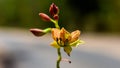 Closeup of Beautiful wild yellow flower. Royalty Free Stock Photo