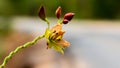 Closeup of Beautiful wild yellow flower. Royalty Free Stock Photo