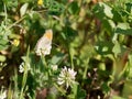 Capturing the Beauty of Coenonympha pamphilus: Stunning Photos of the Small Heath Butterfly. Spring shots