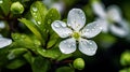 Capturing The Beauty Of Dewy Tree Blossom With Nikon D850