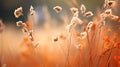 Capturing The Beauty Of Fall Wild Flowers Professional Photography With Ethereal Light