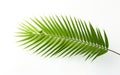Capturing the Beauty of a Palm Tree Leaf  on Transparent Background. Generative AI Royalty Free Stock Photo