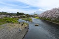 .Capturing Beauty: People Photographing the Majestic Mount Fuji Framed by Cherry Blossoms Along the Banks of the Urui River Royalty Free Stock Photo