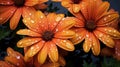 Capturing The Beauty Of Rain: Professional Orange Flower Photography