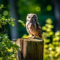 Majestic Owl Perched in Enchanting Forest Royalty Free Stock Photo