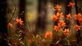 Capturing The Beauty Of Woods: Professional Fall Wild Flower Photography