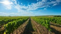 Capturing the Breathtaking Vineyard Landscape Against a Radiant Blue Sky in
