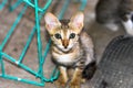 Cute kitten surprised face looking to the camera Royalty Free Stock Photo