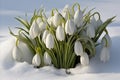 Capturing the delicate contrast of blossoms peeking through a blanket of pure white snow