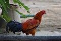 Close up of the red rooster cock bird of Chhattisgarh, India