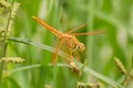 Close up of a Dragonfly insect on the grass leaf Royalty Free Stock Photo