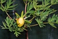 Yellow peony tree flower 2, opening on May Day, 2021.