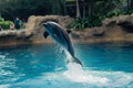 Capturing the elegance of a dolphin jumping out of the water in the ocean. one of jumping dolphins,beautiful seascape with deep Royalty Free Stock Photo