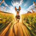 Dramatic GoPro viewpoint of excited dog running through a field