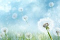 Capturing the exquisite dance of a dandelion as its delicate seeds ride the wind on a bright and sunny day, spring background with