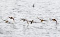 Canadian ducks Flying up Herriman St. Park. Royalty Free Stock Photo