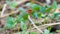 Close up of red Dragonfly in the field Royalty Free Stock Photo