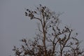 Group of birds on a dry tree Royalty Free Stock Photo