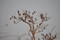 Group of birds on a dry tree Royalty Free Stock Photo